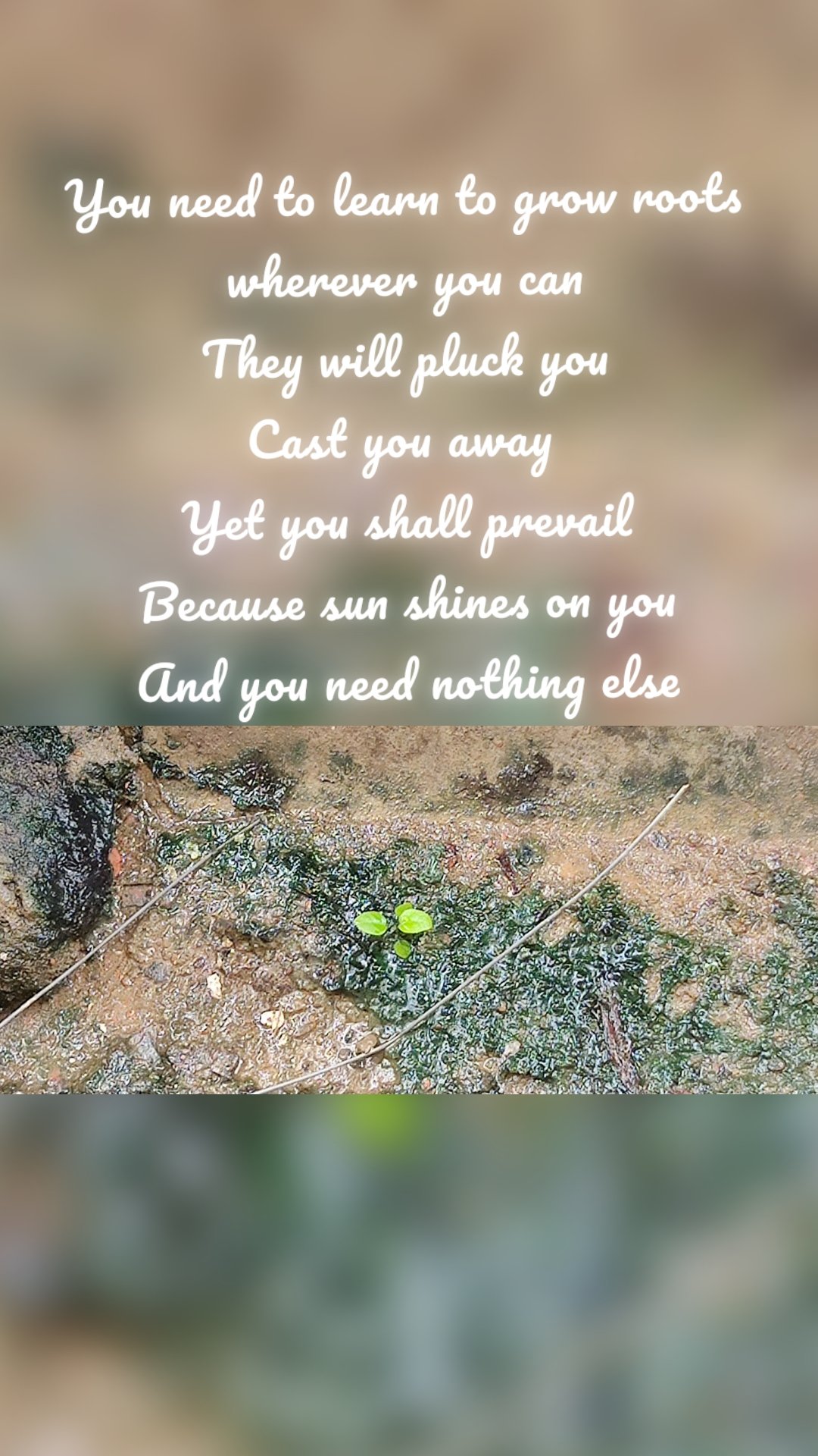 You need to learn to grow roots wherever you can
They will pluck you
Cast you away 
Yet you shall prevail
Because sun shines on you
And you need nothing else